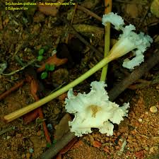 Image result for Dolichandrone alba