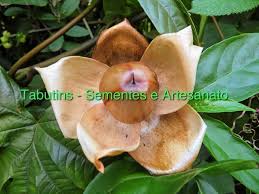 Image result for Merremia tuberosa
