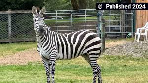 Image result for zebraffe