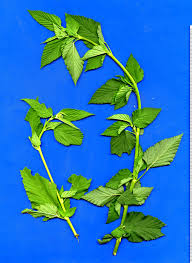 Image result for Melochia corchorifolia