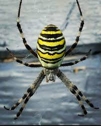 Argiope Fasciee Voyage Voyageursduphoto Photography Monde Globetrotter Francephoto Iles Grandville Limoges Chateauroux Chartres Gran Animals Insects