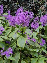 Image result for Plectranthus elegans
