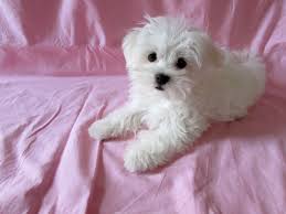 Maltese Terrier Puppies For Sale Uk