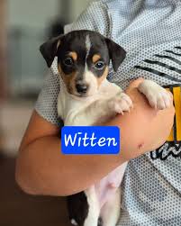 AKC Puppies For Sale In Pleasantville, OH