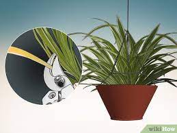 Tap water also leaves behind other minerals that build up and can destroy your plant, so it's important to use distilled or purified water. How To Prune A Spider Plant 9 Steps With Pictures Wikihow