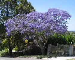 Viola del pensiero (viola tricolor). Jacaranda Jacaranda Mimosifolia Jacaranda Mimosifolia Alberi Albero Glicine Jacaranda Mimosifolia Alberi