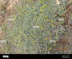 Image result for Lotononis laxa