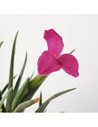 Image result for Albertisia exelliana