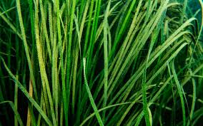 Image result for Zosteraceae