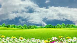 See more ideas about flower wallpaper, beautiful flowers, beautiful flowers wallpapers. Natural Flower Background Video Grass Nature With Flowers Bsmotion Youtube