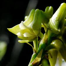 Image result for Polystachya albescens