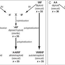Image result for Asplenium centrafricanum