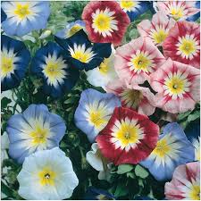 Image result for Convolvulus goyderi