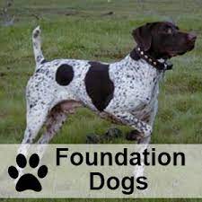 Come on little one, chase me for this amazing stick! German Shorthaired Pointers Palermo Ranch Kennels