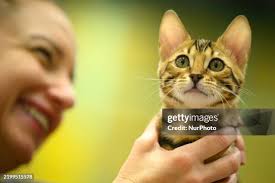 230 Several Kittens Stock Photos, High-Res Pictures, and Images