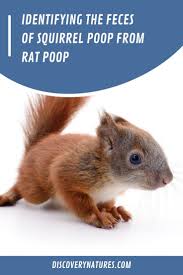 Image result for squirrel poop