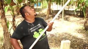 (sila lihat rajah sistem tanaman). Projek Tanaman Kelapa Matag Ppk Bagan Datuk Perak Youtube