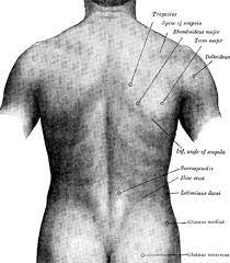 For other uses, please see back (disambiguation). Human Back Wikidoc