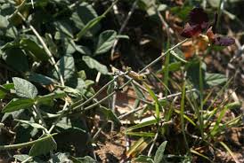 Image result for Macroptilium atropurpureum