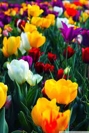 If you see some fullscreen hd wallpapers you'd like to use, just click on each image to view the larger image. Colorful Flowers Hd Desktop Wallpapers Fullscreen Mobile Dual Desktop Background
