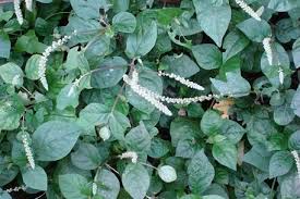 Image result for Cyathula lanceolata