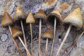 In real life, mushrooms, toadstools, and fungi comprise a vast array of types and genera. Oakland Becomes Second Us City To Decriminalize Magic Mushrooms The Verge