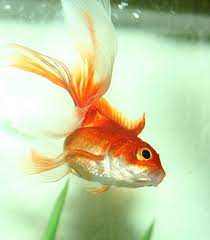 Fantail Goldfish Tips And Characteristics