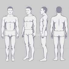 Nov 26, 2019 · this lower body and core strength workout includes a variety of exercises targeting the glutes, hips, thighs, abs, and back. Human Body Anatomy Vector Man Silhouette Front Back Side Indivstock