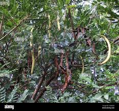 Image result for Cassia abbreviata