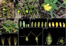 Image result for Hypericum quartinianum