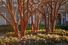 Rkj 2665 T Jpg Ole Miss Photography Azaleas Front Landscaping Lawn And Garden