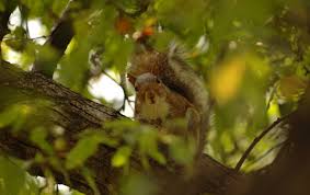 Moreover, how far can squirrels fall and stay? Squirrels In New York City S Parks Nyc Parks