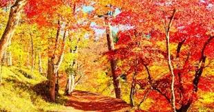 西日本のおすすめ紅葉名所13選 関西から九州まで 美しい風景 紅葉 公園 紅葉 風景