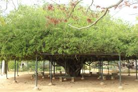 Image result for Schotia afra