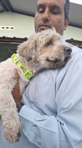 MISSING DOG!* Good morning everyone. Please help me find my dog, Scooby. He  is 10 months old and was last seen