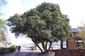 Image result for Myrica serrata