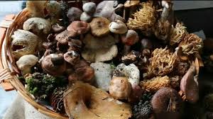 Trend Google: funghi