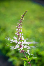Nama botani bagi pokok misai kucing ialah orthosiphon stameneus. Kelebihan Teh Misai Kucing Untuk Kesihatan Mommy S Diary Of Life