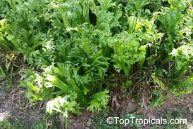 Image result for Asplenium sandersonii