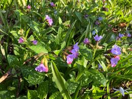 Image result for Pleiotaxis pulcherrima