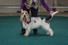 Image result for velký vendéeský hrubosrstý honič