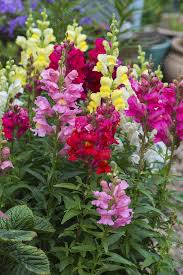 Image result for Antirrhinum