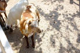 Check spelling or type a new query. 9 Wonders Park At Port Dickson 9wonders Malaysia Hydroponics Facebook