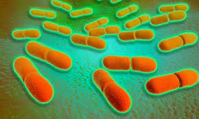 Listeria infection is a foodborne bacterial illness that can be very serious for pregnant women, people older than 65 and healthy people rarely become ill from listeria infection, but the disease can be. Sixth Person Dies From Listeria Outbreak Linked To Nhs Sandwiches Uk News The Guardian