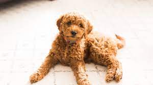 Dapper animal portrait with a touch of whimsy! The Miniature Golden Doodle Is The Hypoallergenic Pup You Will Want In Your House