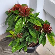 Image result for Ixora sp. A