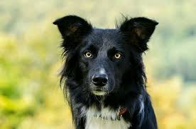 L'expérience choisie, c'est déjà le milieu d'éveil, ça n'a rien de négatif, on donne au chiot les tendances qui lui permettront de mieux s'adapter à son futur environnement. Border Collie Com Olhos Amarelo Ambar Caes De Olhos Ambar Tem Pigmento De Eumelanina Nos Olhos Mas Nao Tanto Devido A Outros Ge Border Collie Collie Animals
