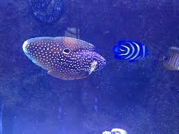 In the wild the are typically found in rice paddies or river basins. For All Those Who Want A Marine Betta Aquarium Advice Aquarium Forum Community