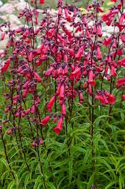 Image result for Penstemon