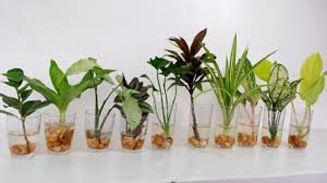 Before looking at the easy flowers to grow indoors, we want to take a quick look at the poisonous house plants which you should avoid as they may be dangerous for your little children and. 10 House Plants You Can Grow With Cuttings And A Glass Of Water For Indoor At Home Youtube